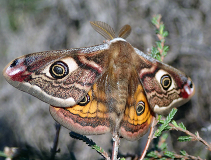 Foto: Kleines Nachtpfauenauge