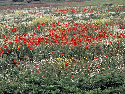Foto: Klatschmohnbestand in Ackerbrache