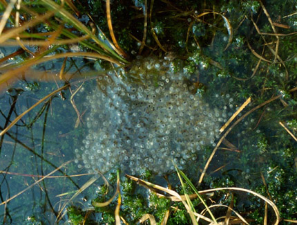 Foto: Moorfrosch-Laich